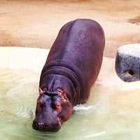 Photo taken at Hippos by Jeremy B. on 1/30/2014