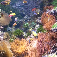 12/6/2012 tarihinde Jack M.ziyaretçi tarafından Shedd Aquarium'de çekilen fotoğraf