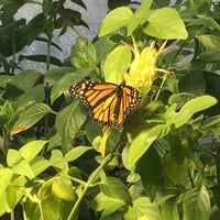 Photo taken at Butterflies and Plants - Partners in Evolution by Tiffany W. on 3/24/2018