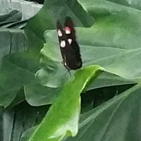 Photo taken at Butterfly Kaleidoscope Exhibit by Adrienne W. on 7/13/2017