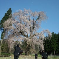 水中のしだれ桜 Garden In 上高井郡高山村 水中のしだれ桜 Garden In 上高井郡高山村