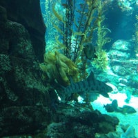 Photo taken at Kelp Forest by Calvin T. on 3/17/2013