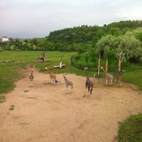 Photo taken at Prague Zoo by Vladimir A. on 5/7/2013