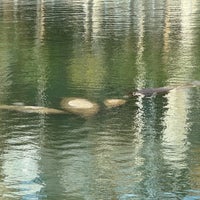 Das Foto wurde bei Manatee Viewing Center von Duane am 3/3/2024 aufgenommen