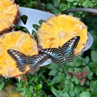 Photo taken at Butterfly Garden by Rahul S. on 10/21/2023