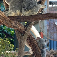 Photo taken at Kuranda Koala Gardens by aya n. on 10/14/2023