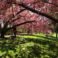 Photo taken at Central Park Cherry Blossoms by Charley L. on 5/1/2013