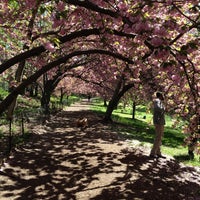 Photo taken at Central Park Cherry Blossoms by Charley L. on 5/3/2013