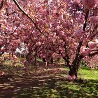 Photo taken at Central Park Cherry Blossoms by Charley L. on 4/27/2013