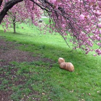 Photo taken at Central Park Cherry Blossoms by Charley L. on 4/29/2013