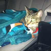 vca pines west animal hospital