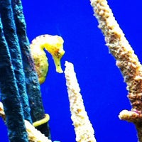 Photo taken at Monterey Bay Aquarium Tunnel by djb on 9/25/2012