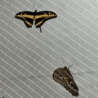 Photo taken at Dubai Butterfly Garden حديقة دبي للفراشات by Ded Ž. on 3/10/2024