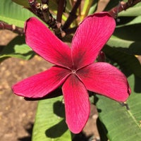 Photo taken at Los Angeles County Arboretum and Botanic Garden by Richard L. on 8/29/2015