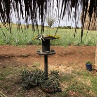 3/23/2017 tarihinde Marcy B.ziyaretçi tarafından Aloe Vera Plantation.'de çekilen fotoğraf