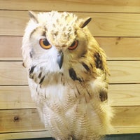 鳥のいるカフェ 木場店 閉業 江東区のペットカフェ