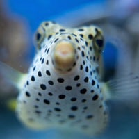 Professional Fish Keepers Aquarium Pet Supplies Store
