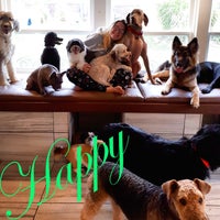 Chris s Dog Hotel No Cages Luxury Pet Resort 1205 Moira ST W