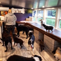 Chris's dog hotel no cages sale