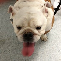 vca black mountain animal hospital