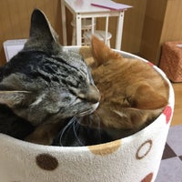 Photo taken at 猫カフェ ねこ会議 by Rachel R. on 4/19/2017