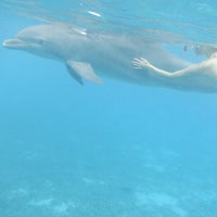 11/1/2022 tarihinde Steven P.ziyaretçi tarafından Dolphin Academy'de çekilen fotoğraf