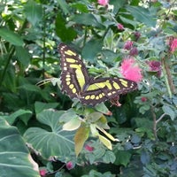 Photo taken at Butterfly Exhibit by Valentina Ginger347 D. on 11/16/2012