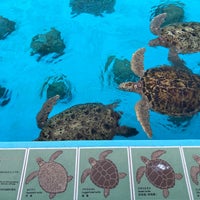 Photo taken at Sea Turtle Pool by asami . on 11/16/2023