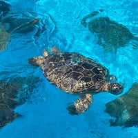 Photo taken at Sea Turtle Pool by asami . on 10/13/2023