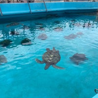 Photo taken at Sea Turtle Pool by asami . on 11/30/2023