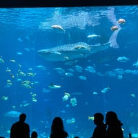 6/12/2023にJ S.がジョージア水族館で撮った写真