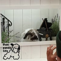 うさぎ専門店 ハウスオブラビット 川口市 埼玉県 うさぎ専門店 ハウスオブラビット 川口市 埼玉県