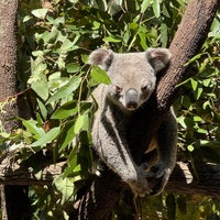 Photo taken at Currumbin Wildlife Sanctuary by Charles C. on 10/1/2023