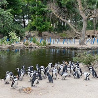 Снимок сделан в Zoo Parc Overloon пользователем Andrew N. 7/10/2022