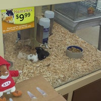 pet supermarket hamsters