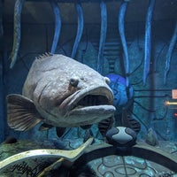 Снимок сделан в The Lost Chambers Aquarium пользователем Simon O. 3/15/2024