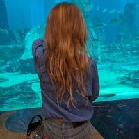 Das Foto wurde bei The Lost Chambers Aquarium von Simon O. am 3/15/2024 aufgenommen