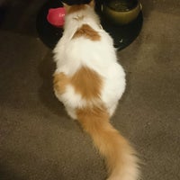 桃ねこ 中区 中区伊勢佐木町6 147