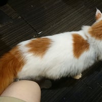 桃ねこ 中区 中区伊勢佐木町6 147