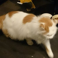 桃ねこ 中区 中区伊勢佐木町6 147