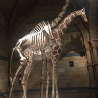 Photo taken at Natural History Museum by Jennifer 8. L. on 11/29/2017