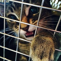 vca westside animal hospital