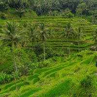 Photo taken at Tegallalang Rice Terraces by Patoss on 7/29/2015