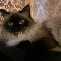 Зенон Н С П