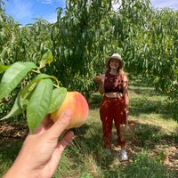 Chiles Peach Orchard - Farm