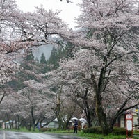寺尾ヶ原千本桜公園 関市 岐阜県