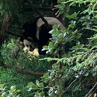 Photo taken at Giant Panda House by Steve M. on 7/9/2023