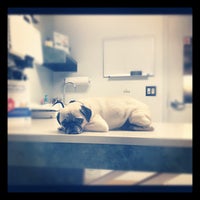 Five corners on sale veterinary hospital
