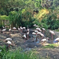 Photo taken at Animal Kingdom Lodge Flamingo Pool by Sean R. on 6/1/2016