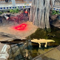 Photo taken at Claude the Albino Alligator by Jeff W. on 11/24/2023